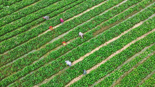 中國農(nóng)科院加快選育良種與生物農(nóng)藥技術(shù)研發(fā)，支撐種業(yè)振興